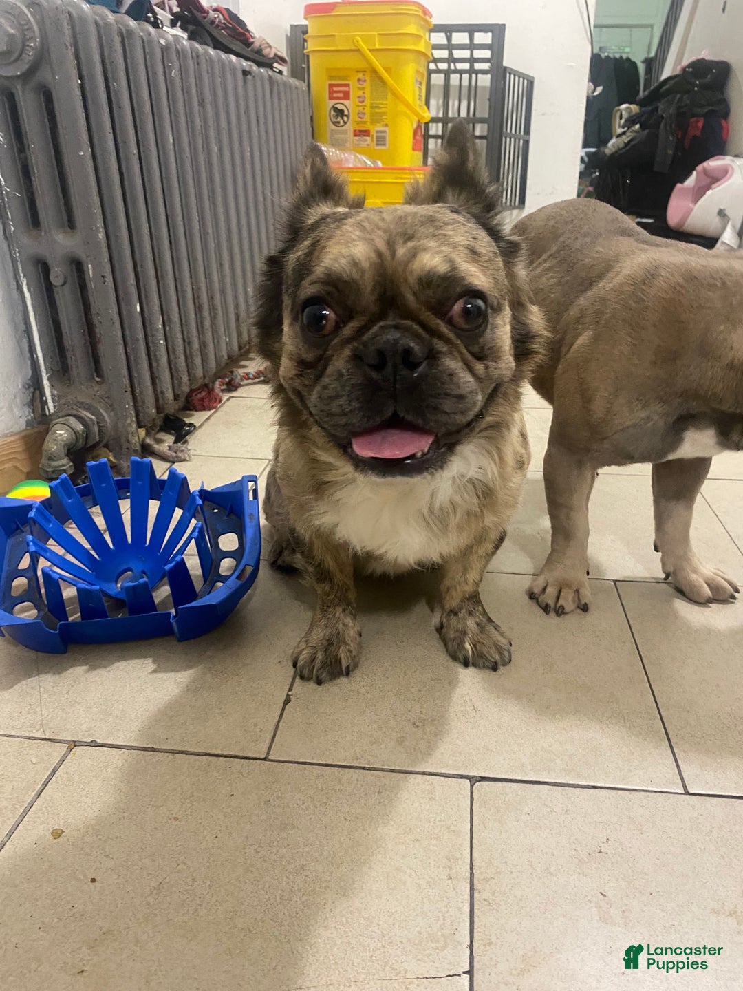 French Bulldog dogs for sale: French Bulldog Puppy 1 - Ad 2