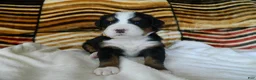 Bernese Mountain Dog dogs for sale: Bailey - Ad 2