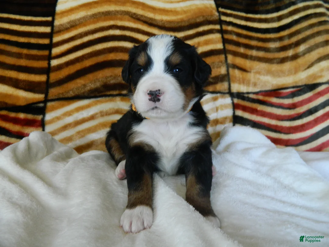 Bernese Mountain Dog dogs for sale: Bailey - Ad 2