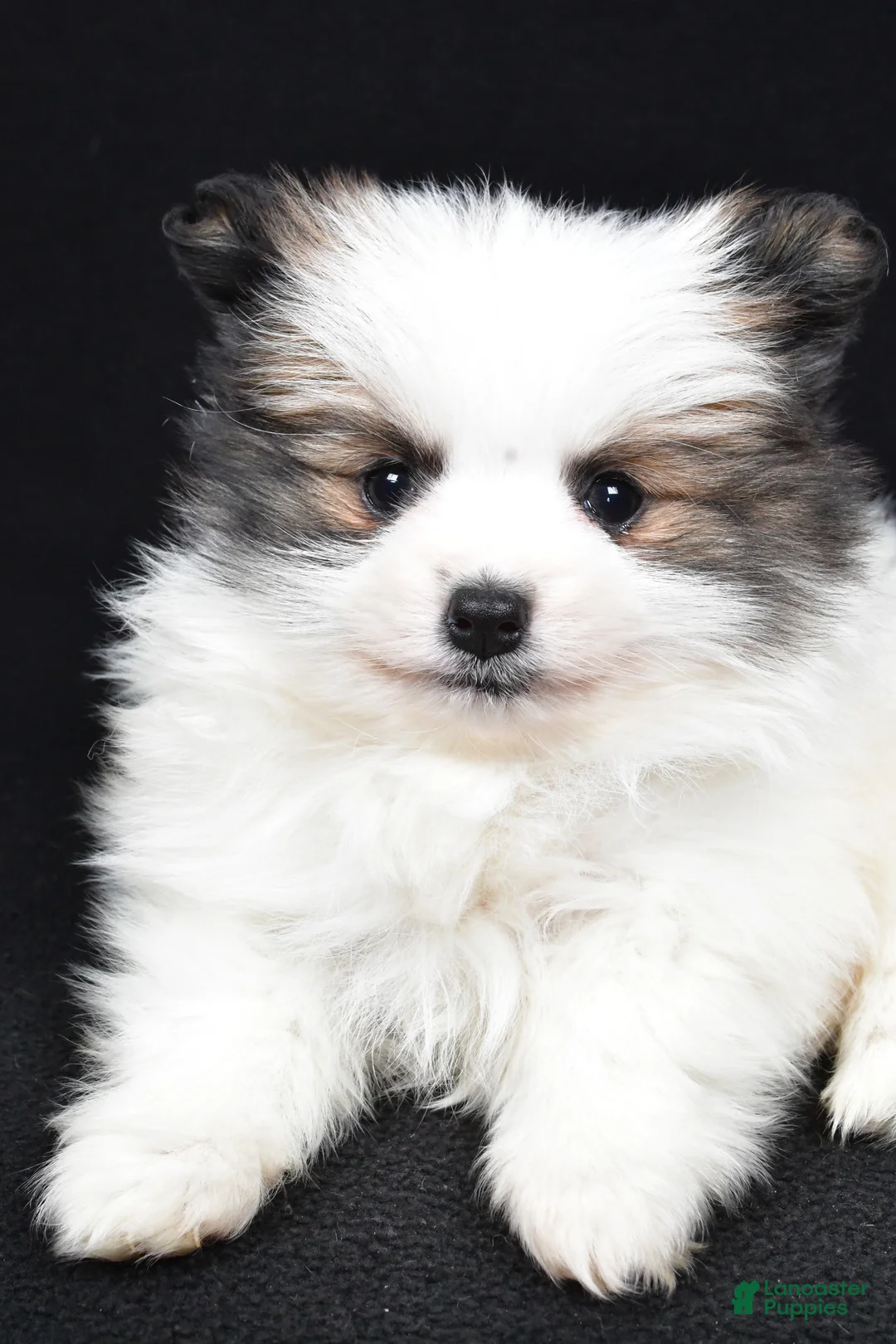 Pomeranian dogs for sale: Tango - Ad 3