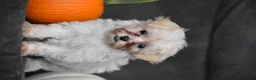 Maltipoo dogs for sale: Pippi - Ad 6