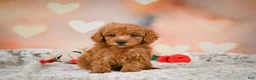 Toy Poodle dogs for sale: Alice - Ad 11