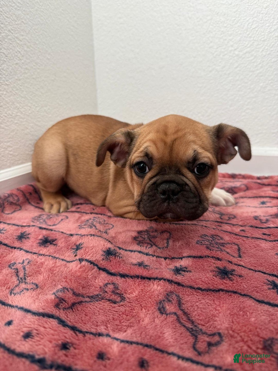French Bulldog dogs for sale: Bellota - Ad 2