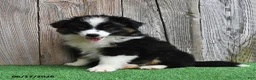 Miniature Australian Shepherd dogs for sale: Rambo - Ad 5