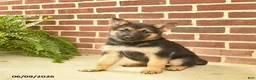 German Shepherd dogs for sale: Beauty - Ad 1