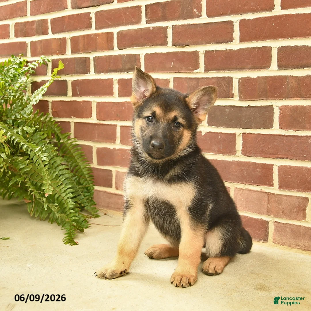 German Shepherd dogs for sale: Beauty - Ad 1