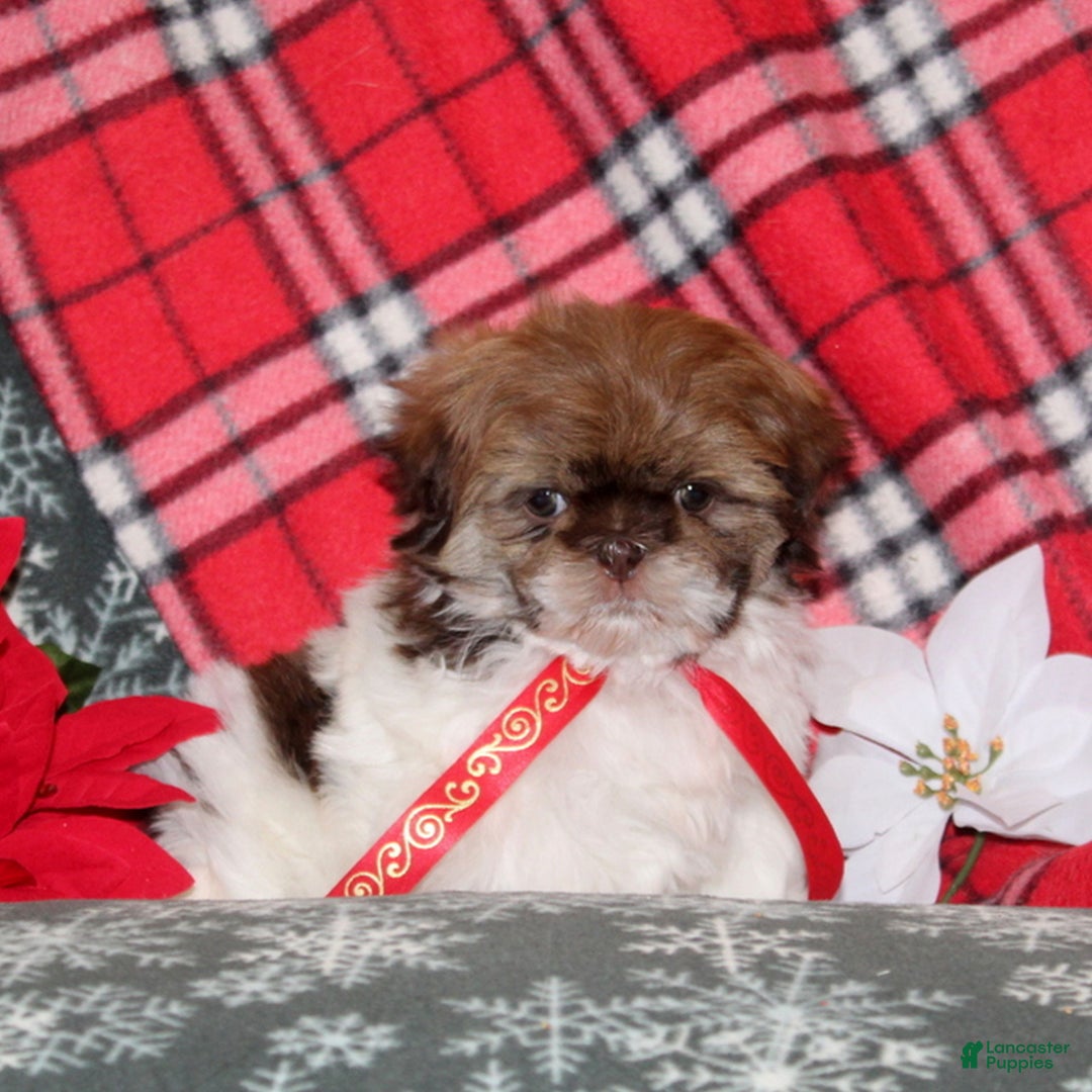 Shih Tzu dogs for sale: Mikey  - Ad 2