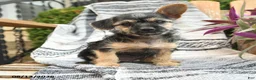 Mixed Breed dogs for sale: Maverick - Ad 4