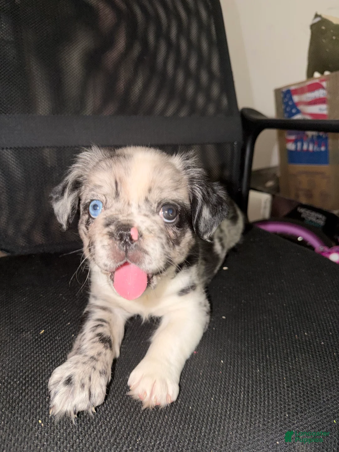 French Bulldog dogs for sale: French Bulldog Puppy 2 - Ad 1