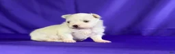 Maltipom dogs for sale: Daffodil - Ad 2