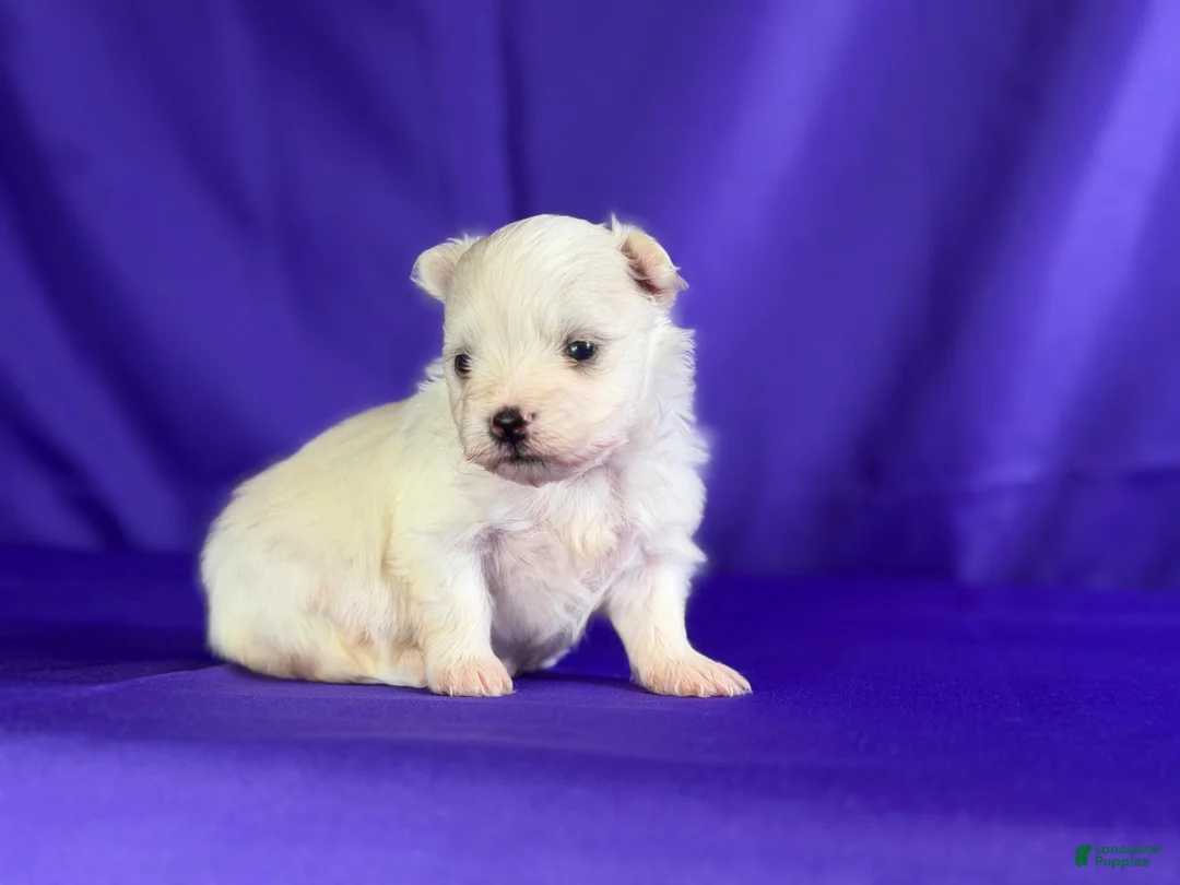 Maltipom dogs for sale: Daffodil - Ad 2