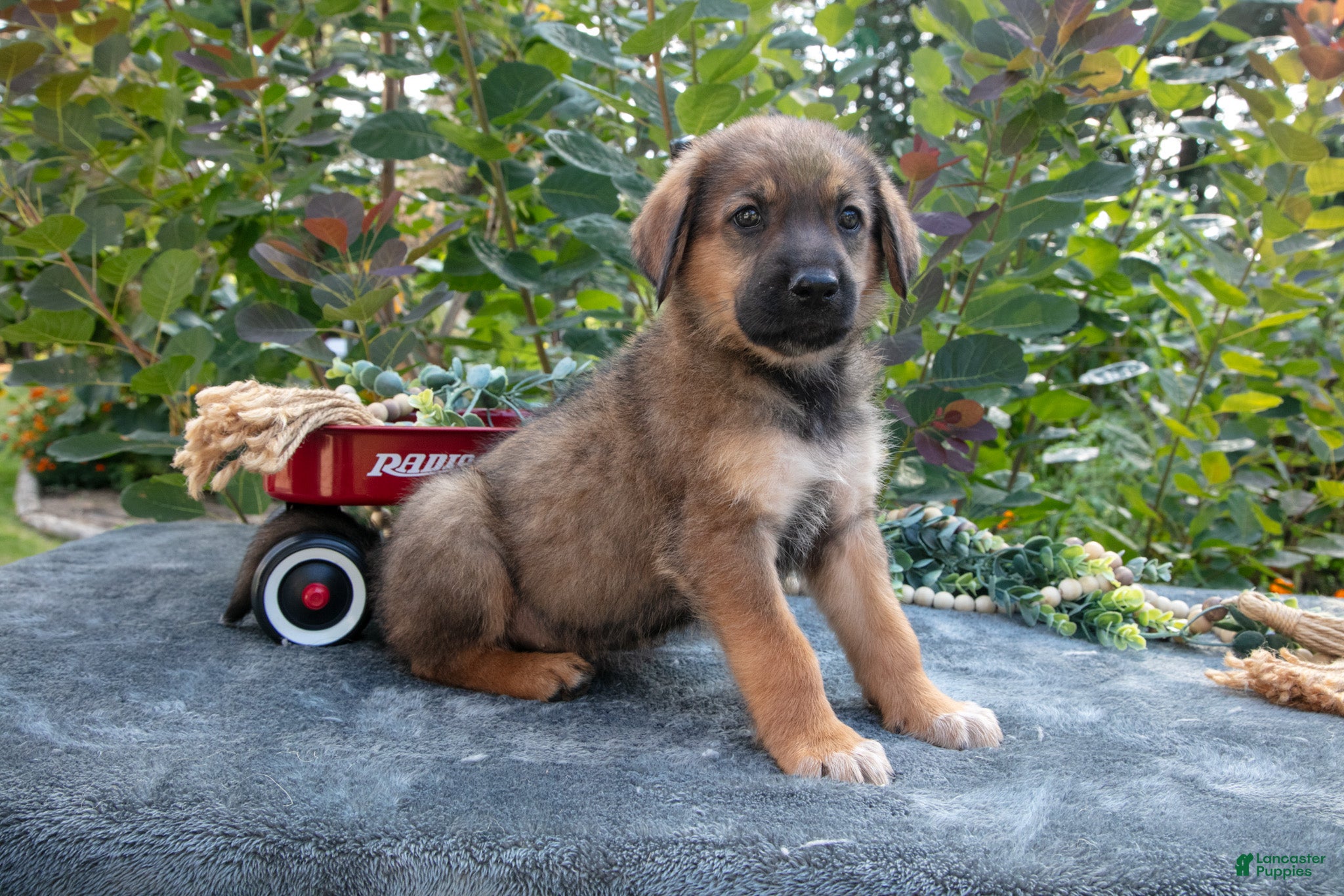 German Shepherd dogs Copper - Ad 2