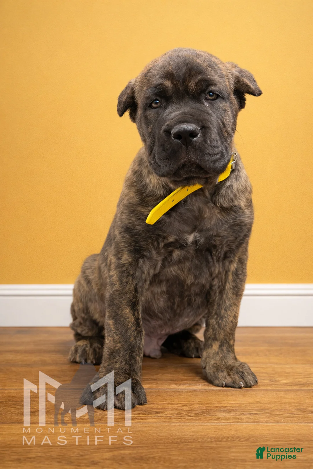 Mixed Breed dogs for sale: Yellow Collar Male - Ad 1