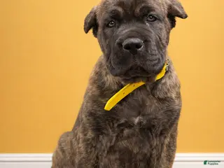 Mixed Breed dogs Yellow Collar Male - Ad 11