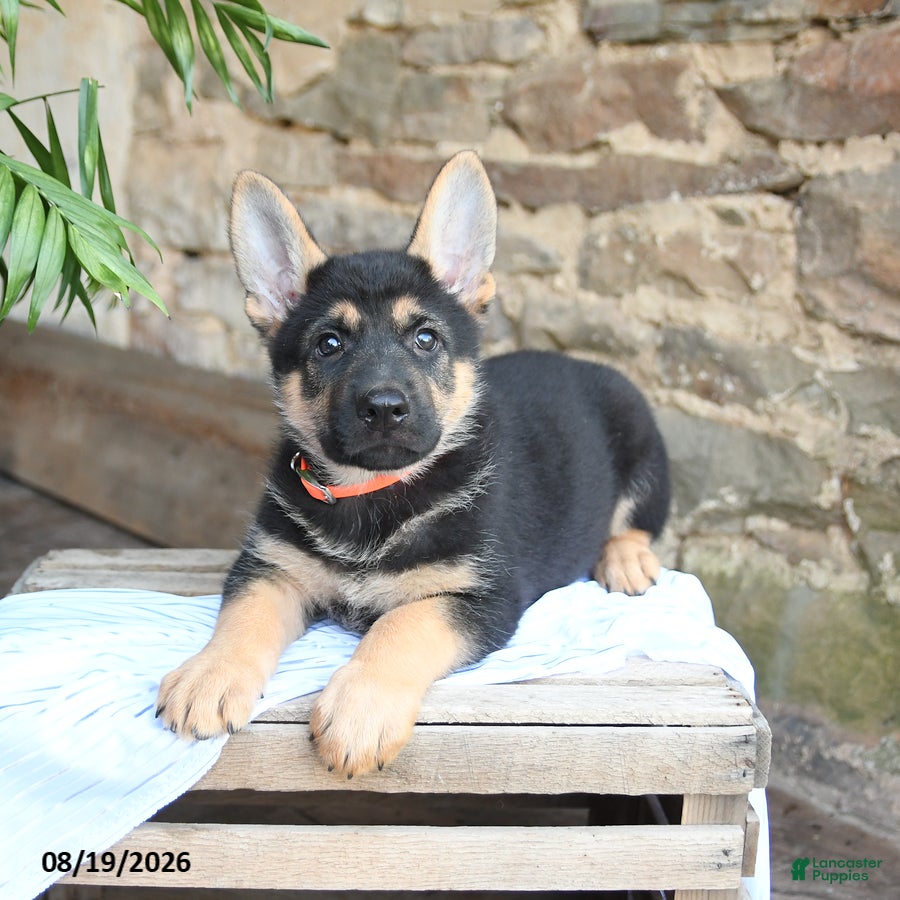 German Shepherd dogs Norway - Ad 2