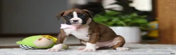 Boxer dogs for sale: Indy - Ad 9