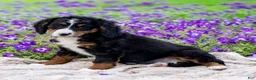 Mini Bernedoodle dogs for sale: Dahlia - Ad 3