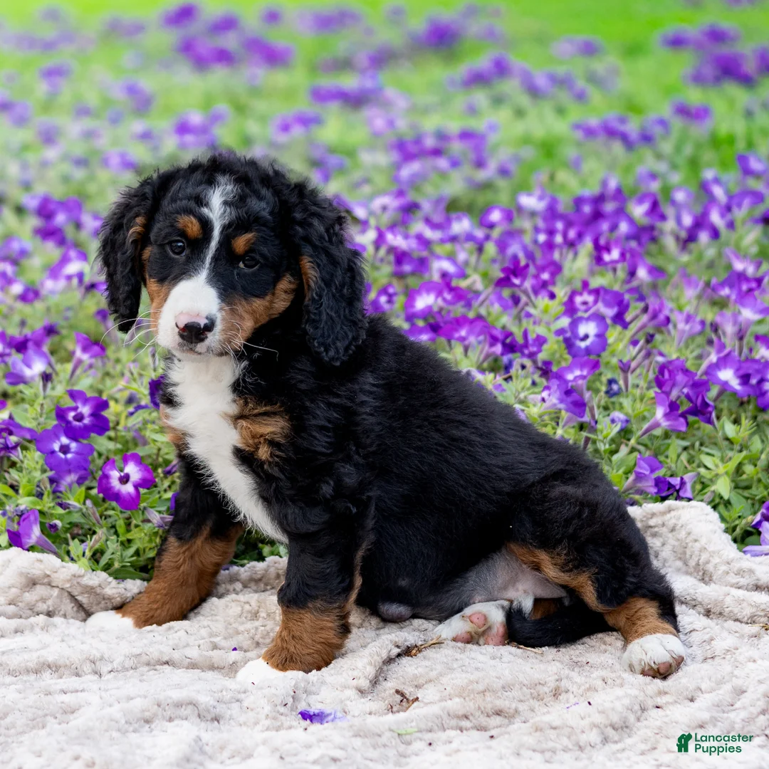 Mini Bernedoodle dogs for sale: Dahlia - Ad 3