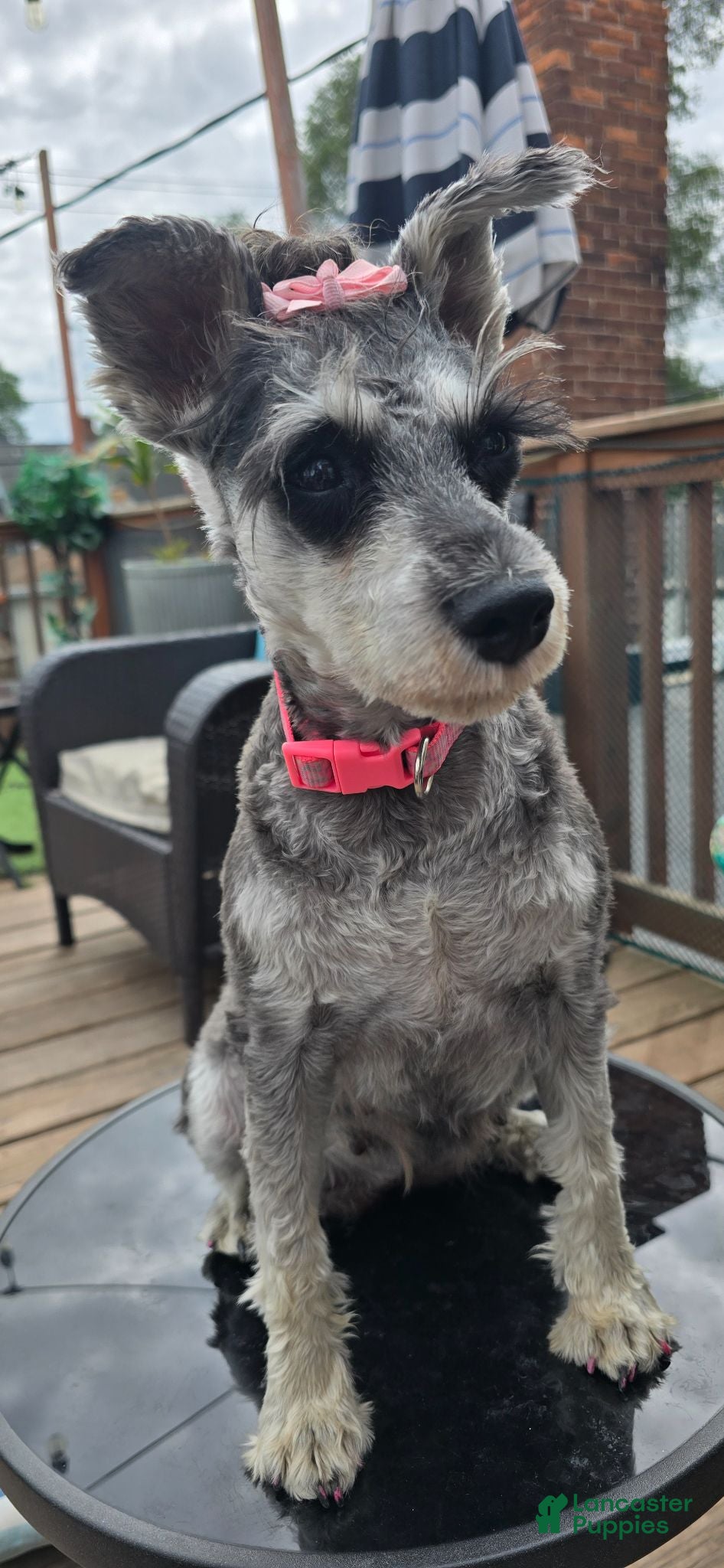 Miniature Schnauzer dogs Miniature Schnauzer 2 - Ad 2