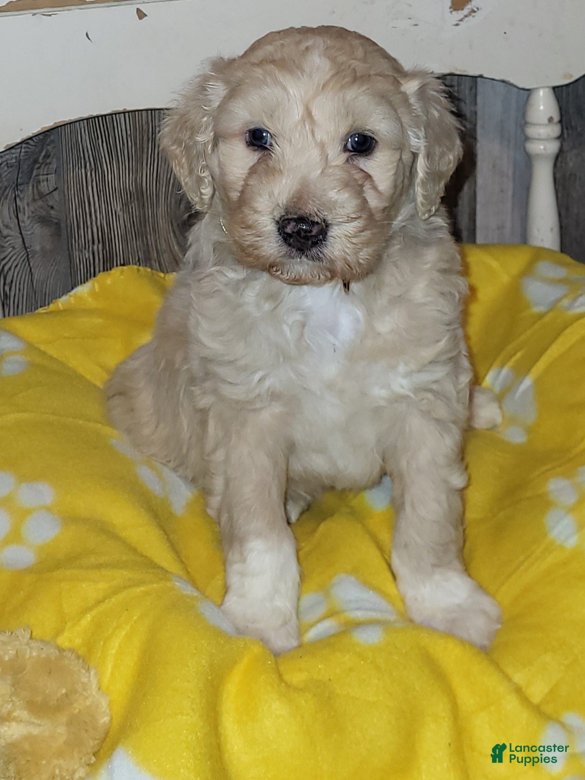 Aussiedoodle dogs Aussiedoodle Puppy 4 - Ad 1