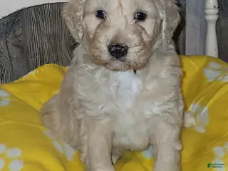 Aussiedoodle dogs for sale: Aussiedoodle Puppy 4 - Ad 4