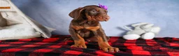 Doberman Pinscher dogs for sale: FANNIE - Ad 13