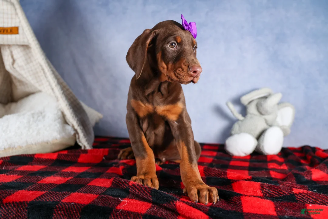 Doberman Pinscher dogs for sale: FANNIE - Ad 13