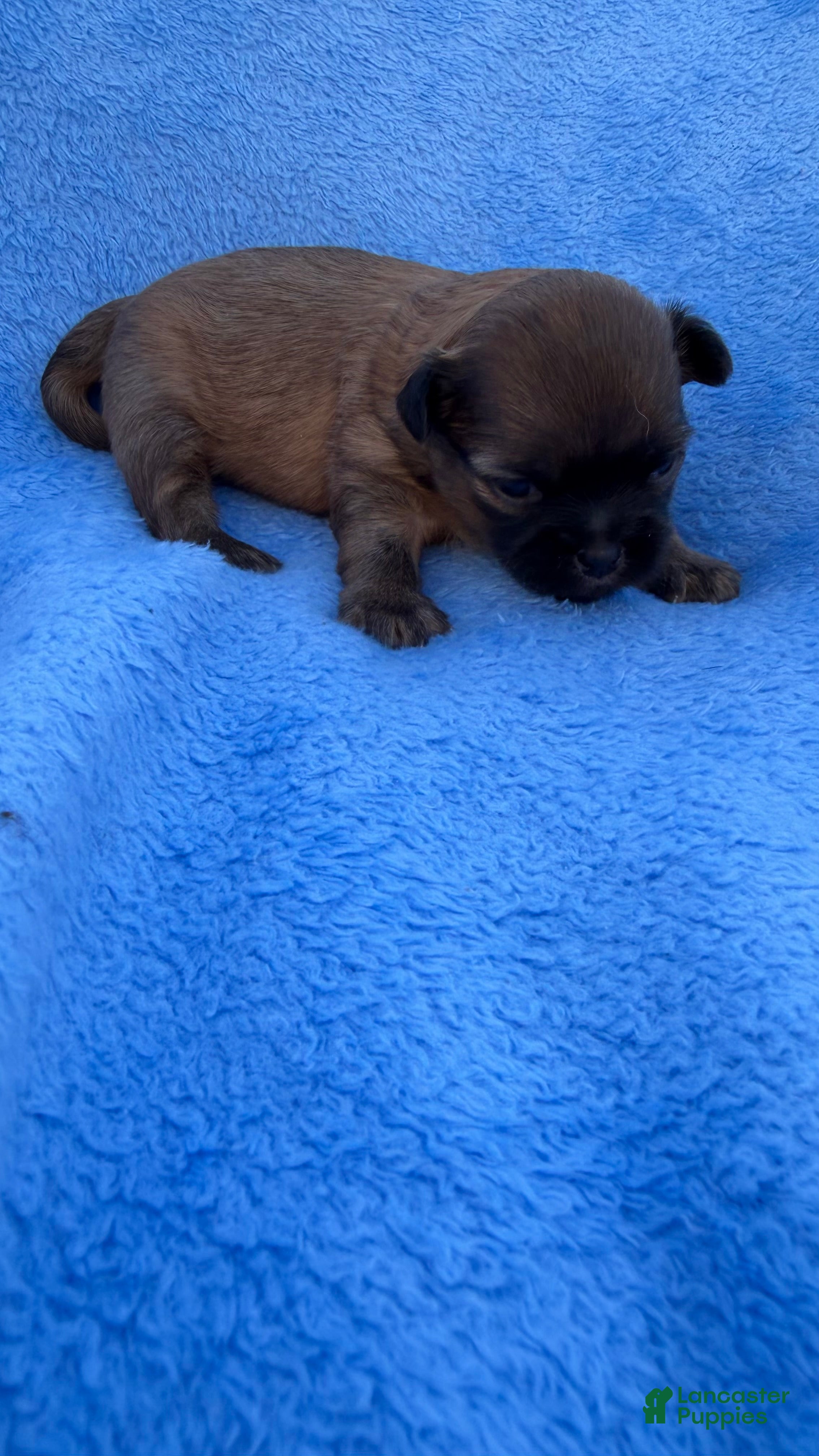Mixed Breed dogs Mixed Breed Puppy 1 - Ad 19