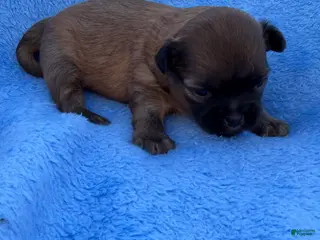 Mixed Breed dogs Mixed Breed Puppy 1 - Ad 18