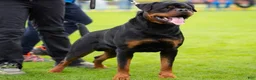 Rottweiler dogs for sale: Green collar boy  - Ad 3