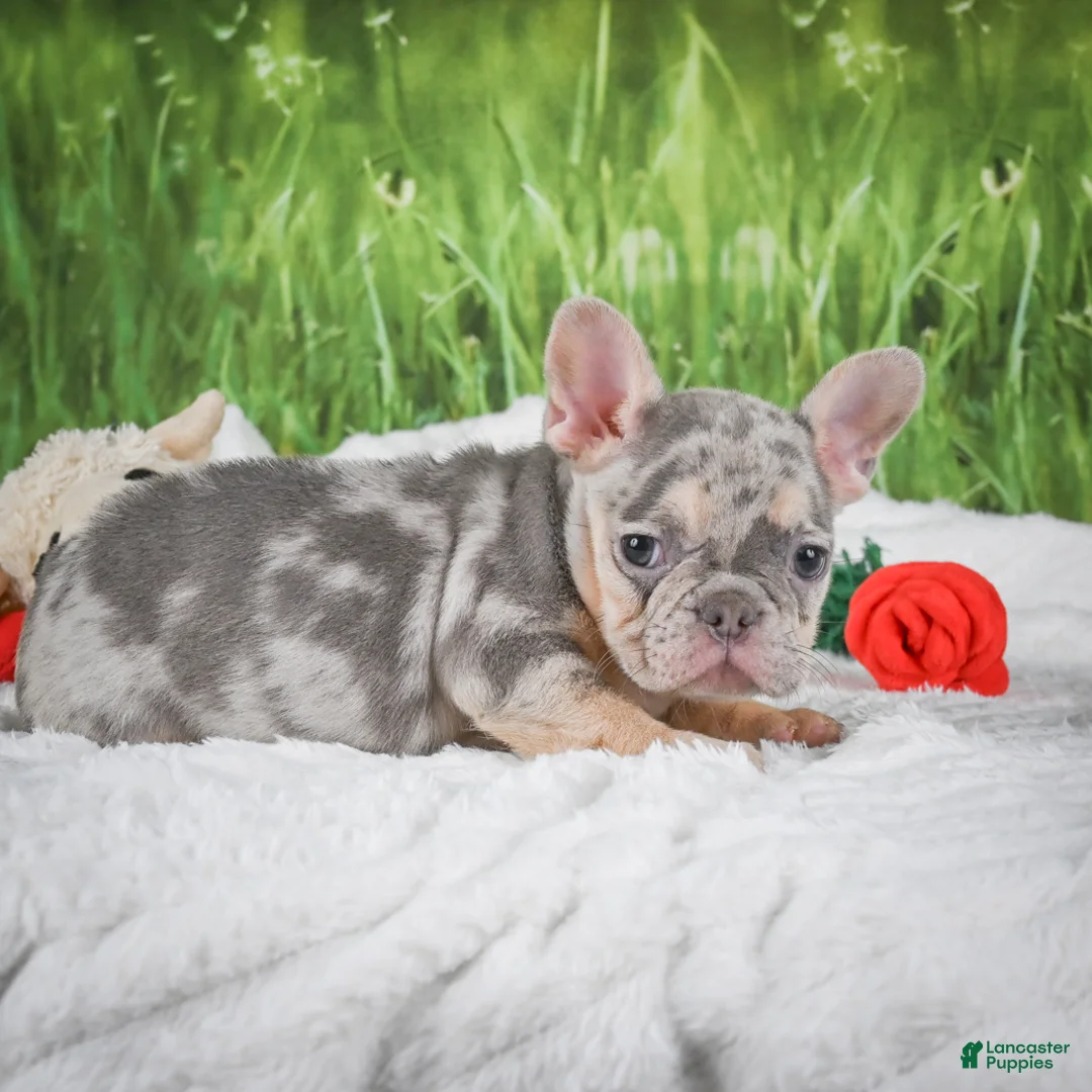 French Bulldog dogs for sale: Luna - Ad 2