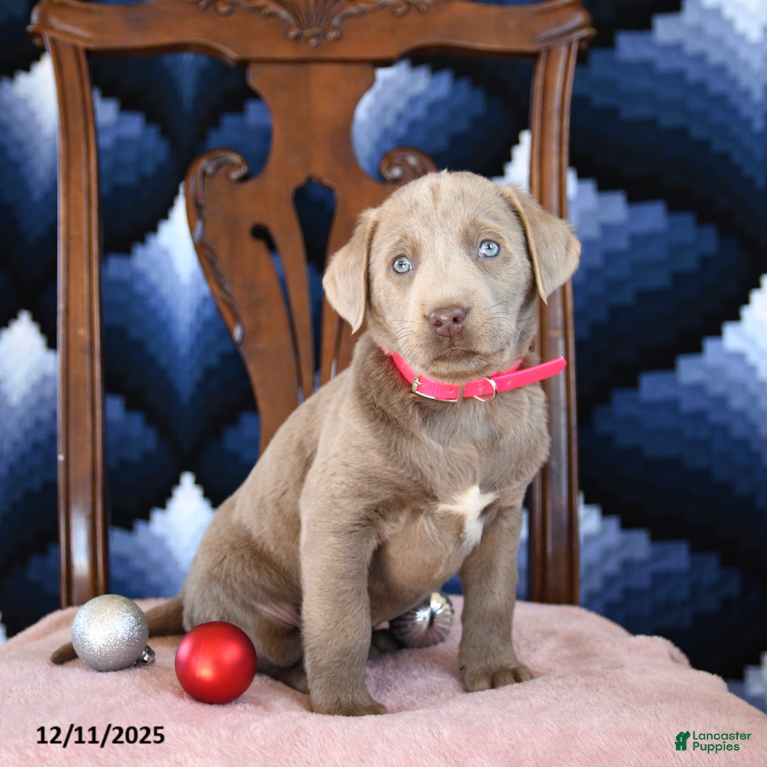 Labrador Retriever dogs for sale: Athens - Ad 2