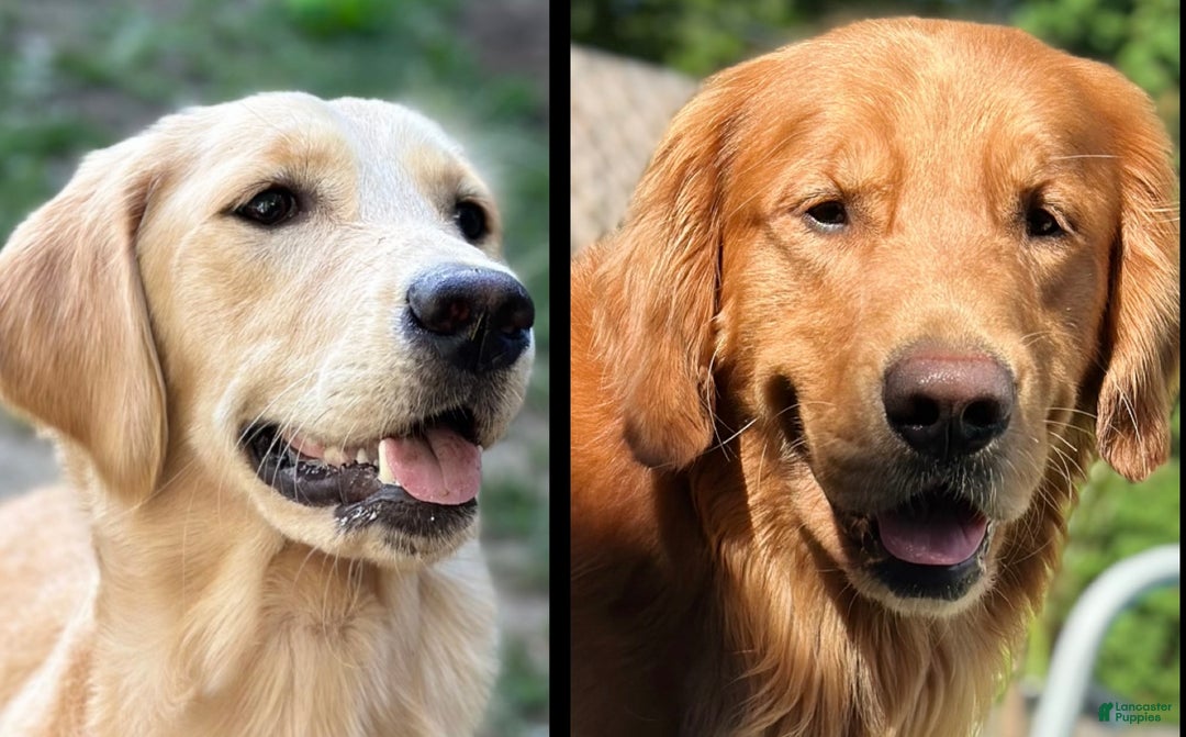 Golden Retriever Puppy for sale in Watertown Lancaster Puppies