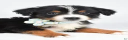 Miniature Australian Shepherd dogs for sale: Khloe - Ad 7