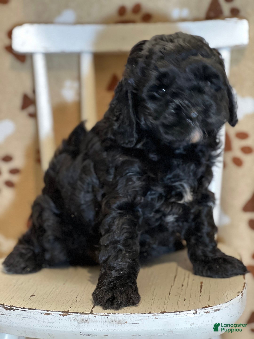Cavapoo dogs for sale: Kitkat - Ad 2