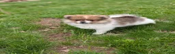 Pomeranian dogs for sale: Denver - Ad 6
