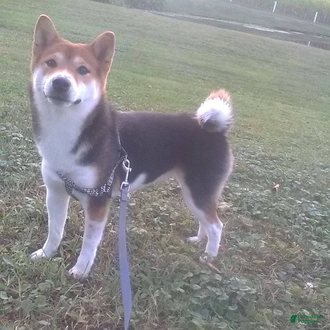 Shiba Inu dogs for sale: Sparky - Ad 6