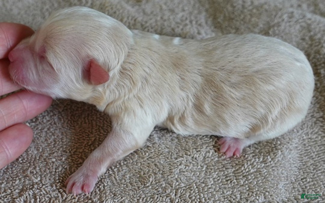 Maltipoo dogs for sale: Kyro boy - Ad 4