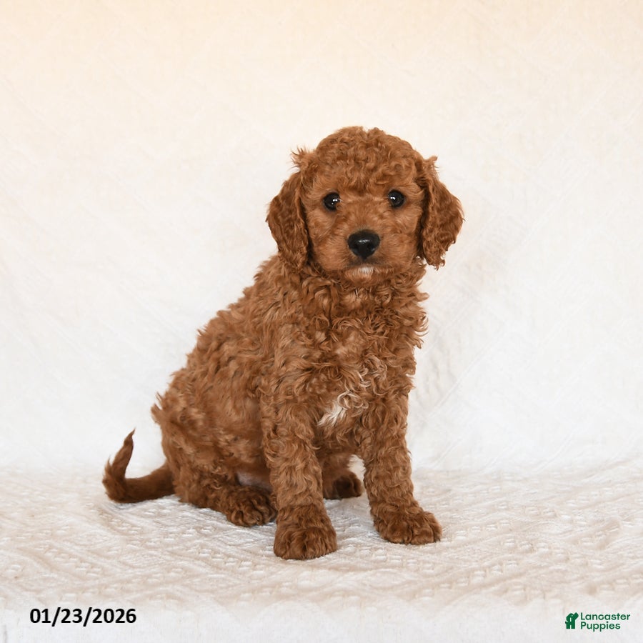 Cavapoo dogs Sterling - Ad 9