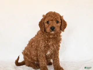 Cavapoo dogs Sterling - Ad 1