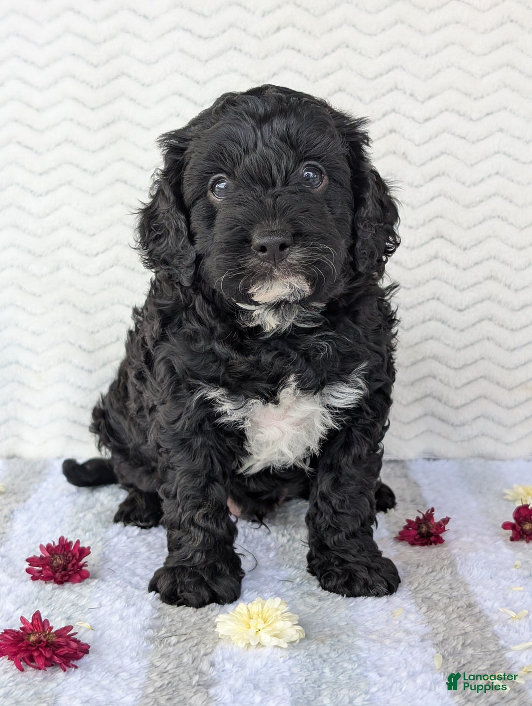 Cavapoo dogs for sale: Bodie - Ad 3