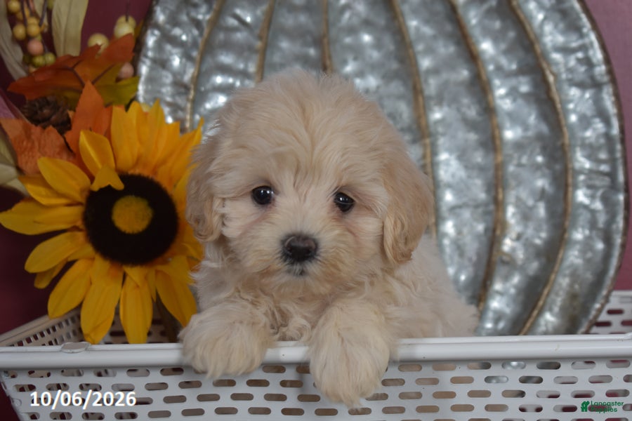 Maltipoo dogs Rosey - Ad 1