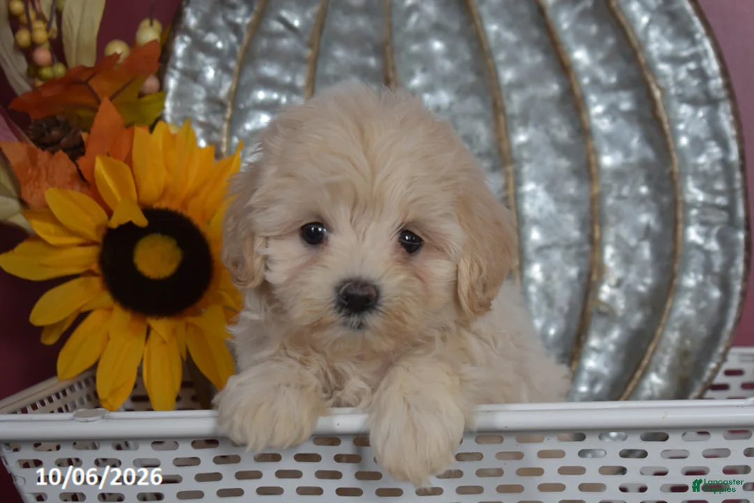 Maltipoo dogs for sale: Rosey - Ad 1