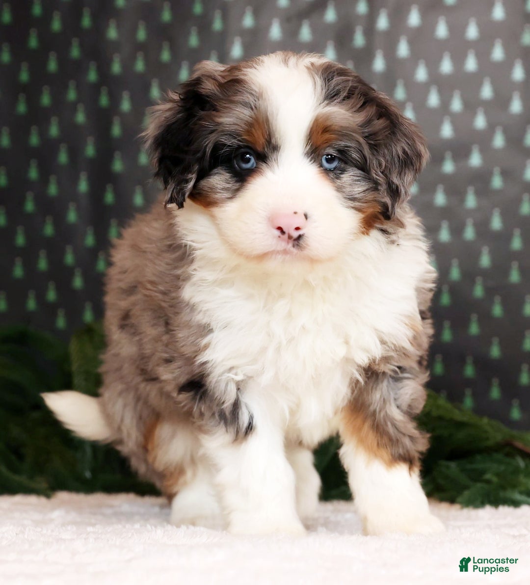 Mini Bernedoodle dogs for sale: River - Ad 2