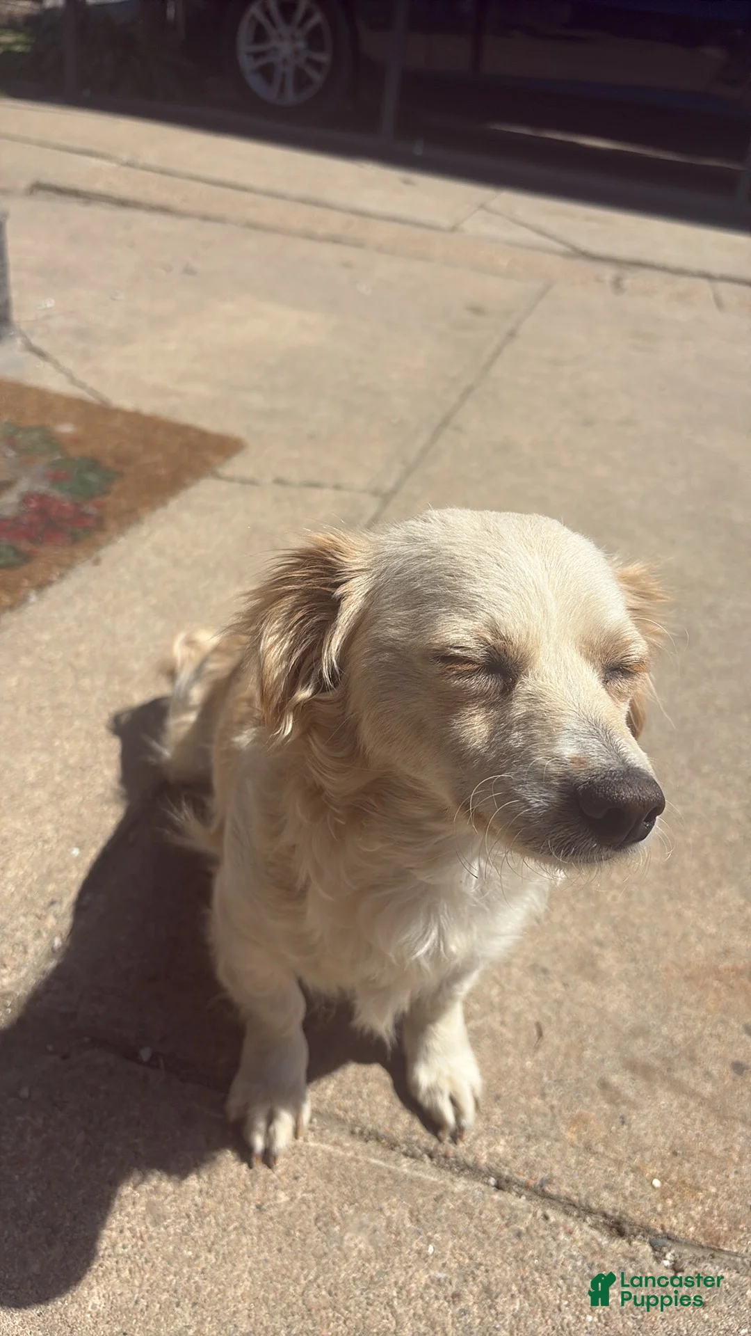 Mixed Breed dogs for sale: Mixed Breed Puppy 2 - Ad 2