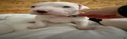 Dogo Argentino dogs for sale: Pick of litter female  - Ad 7