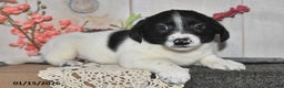 Mixed Breed dogs for sale: Debbie - Ad 2