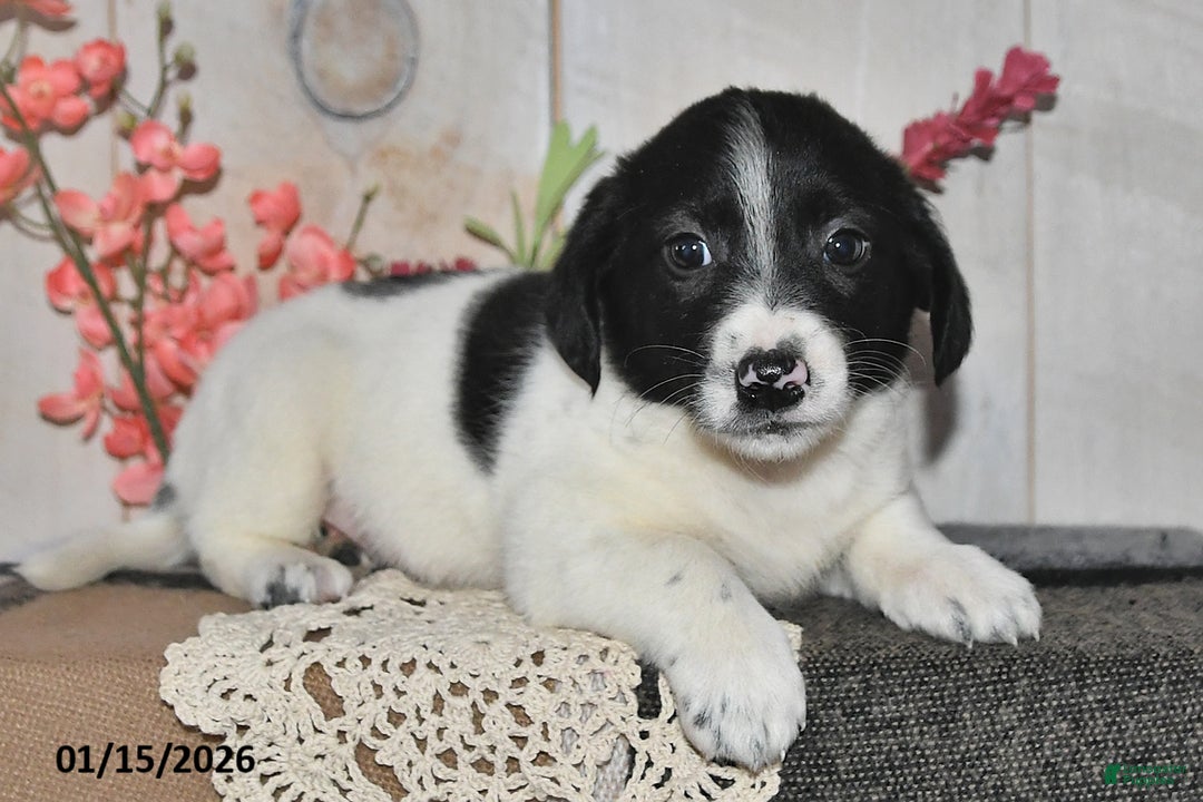 Mixed Breed dogs for sale: Debbie - Ad 2