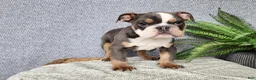 English Bulldog dogs for sale: Elliot - Ad 5