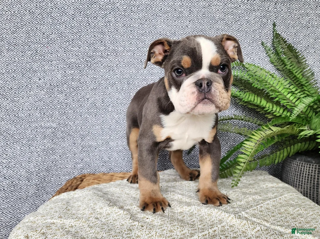 English Bulldog dogs for sale: Elliot - Ad 5
